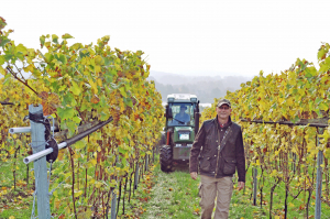 Weinlese auf dem Grebiner Mühlenberg